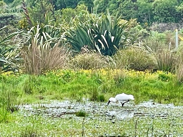 Spoonbill wading in wetlands at Tawatawa Reserve